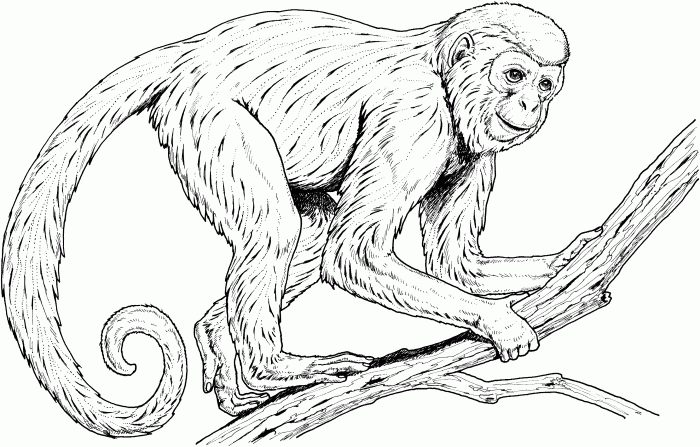 Monkey coloring book page